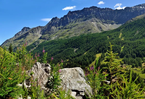 Vista sobre piedras de alpién y flores en valle Valle dAosta — Foto de Stock