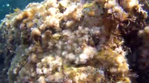 Kustområde vid medelhavet