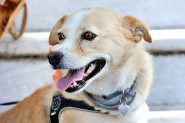 zeki ve komik köpek