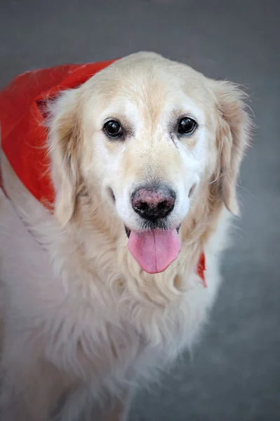 Λευκό χρυσό retriever στο γκρίζο φόντο — Φωτογραφία Αρχείου