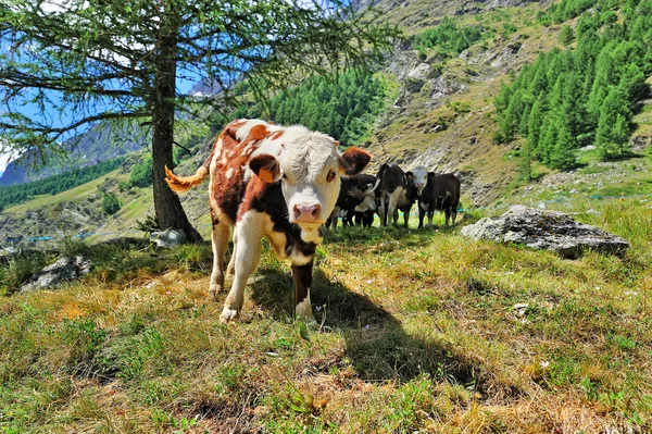 Alpien에서 calfs 목장, 발레 daosta에서 축산 — 스톡 사진