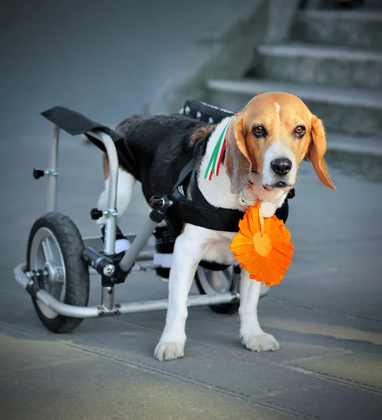 Beagle Hund mit Rollstuhl im Straßenhintergrund — Stockfoto