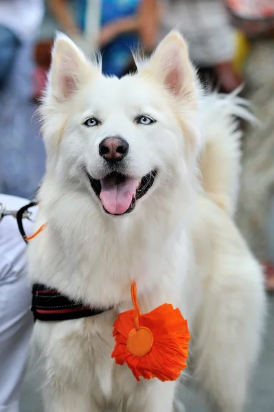 Portret van witte Siberische Husky met blauwe ogen — Stockfoto