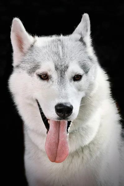 Adorable husky blanco y negro sobre fondo oscuro . — Foto de Stock