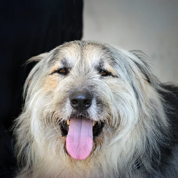 Portret des alten englischen Schäferhundes — Stockfoto