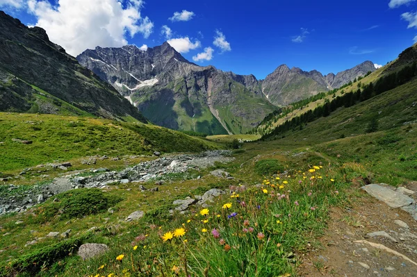 Prado alpino en Valle dAosta montañas — Foto de Stock