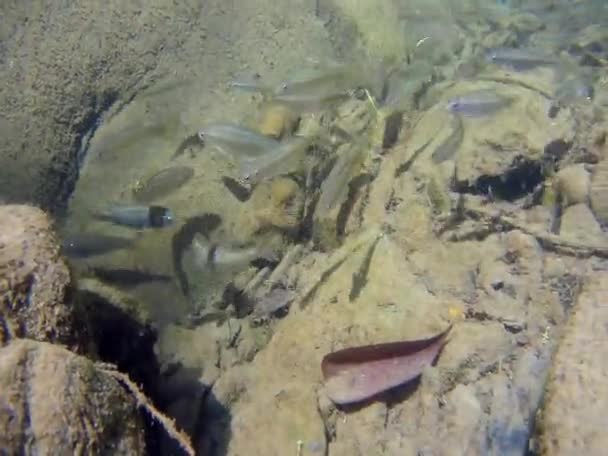Secchio di pesce in torrente di montagna — Video Stock