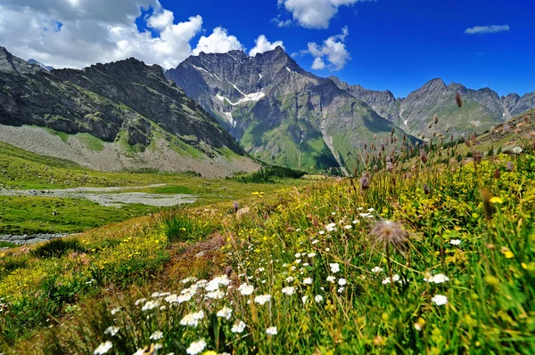 Alpien flores con paisaje de montaña en Valle dAosta, Italia — Foto de Stock