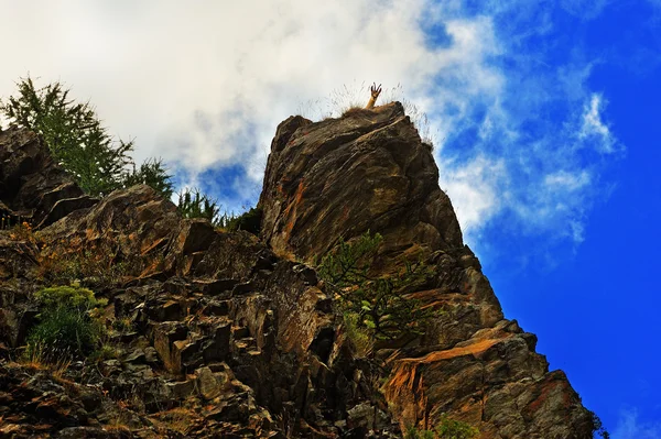 Rupicapra blickt von einer Klippe herunter — Stockfoto