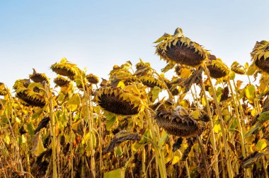 Kurumuş ayçiçeği başları hasat edilmeyi bekliyor.