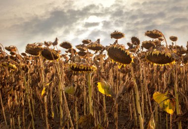 Kurumuş ayçiçeği başları, ekinler akşam hasat edilmeyi bekliyor.