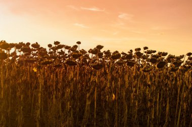 Kurumuş ayçiçekleri tarlada, gölgeler akşam ışıklarında