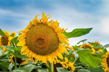 Ayçiçeğinin başını tarlaların ve güzel gökyüzünün arka planında kapat