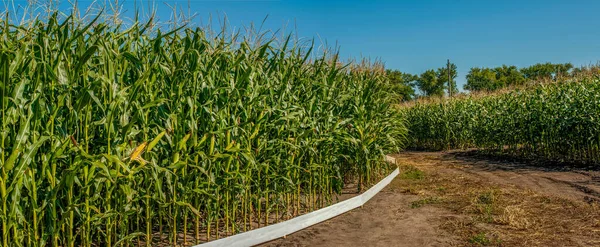 トウモロコシとひまわりの2つの畑が広がる農地のパノラマ — ストック写真