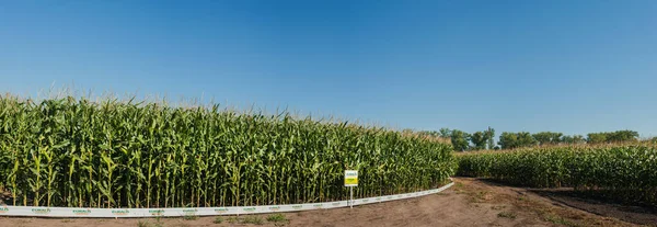 Grönt Växande Majs Växter Mot Blå Himmel Mönstren Jordbruksområdet Ukraina — Stockfoto