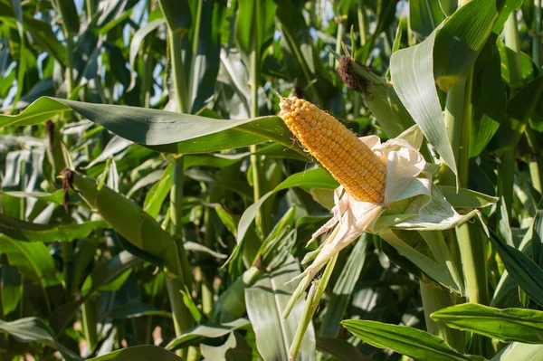 Uppackad Gul Majskolv Omgiven Gröna Blad — Stockfoto