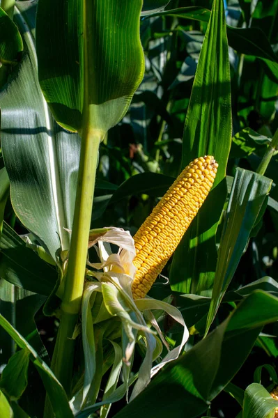 Uppackad Färsk Gul Majskolv Omgiven Gröna Blad — Stockfoto