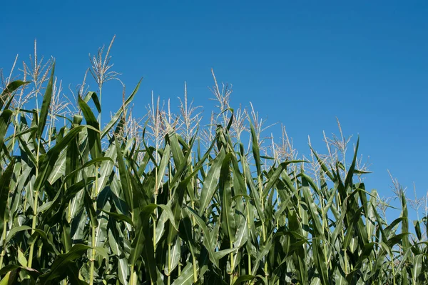 Gröna Växande Majs Växter Mot Blå Himmel — Stockfoto