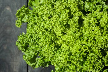 Sebze tezgahında taze marul, yakın plan, hidroponik.