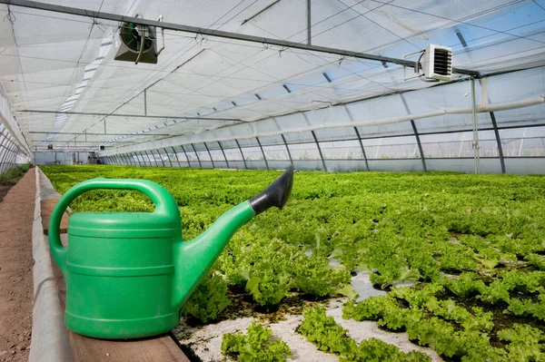 Garden Hand Watering Lettuce Big Greenhouse — Stockfoto