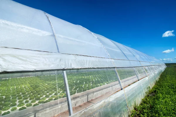 Great Salad Greenhouse Outdoors Summer Sky — Stockfoto