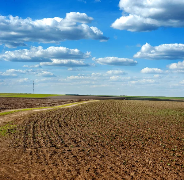 Righe Giovani Germogli Soia Legumi Primavera Mese Dalla Data Sbarco — Foto Stock