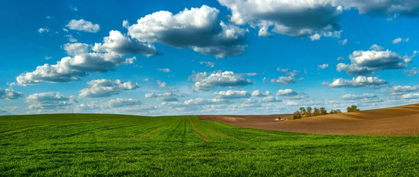 Baharda Tarlaya Yakın Buğday Tarlası Bulutlu Güzel Mavi Gökyüzü — Stok fotoğraf