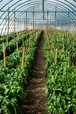 Bir sıra biber, bir serada kubbe, sebze yetiştirme.