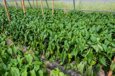 Sebze yetiştirmek - Serada yeşil biber sıraları