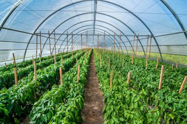 Sarı biber ve sıra, büyük serada sebze yetiştirmek.