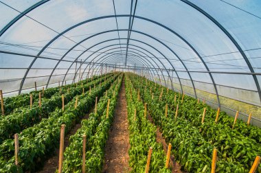 Bir sıra sarı biber, bir serada kubbe, sebze yetiştirme.