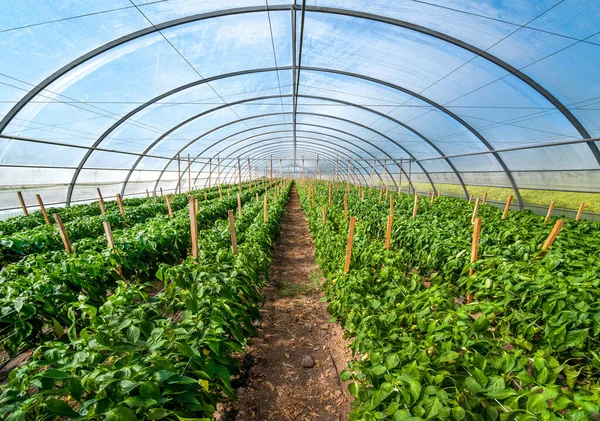 Großes Gewächshaus Und Reihen Von Gelbem Pfeffer Gemüseanbau — Stockfoto