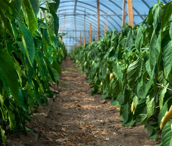 Een Rij Peper Een Kas Groenten Verbouwen — Stockfoto