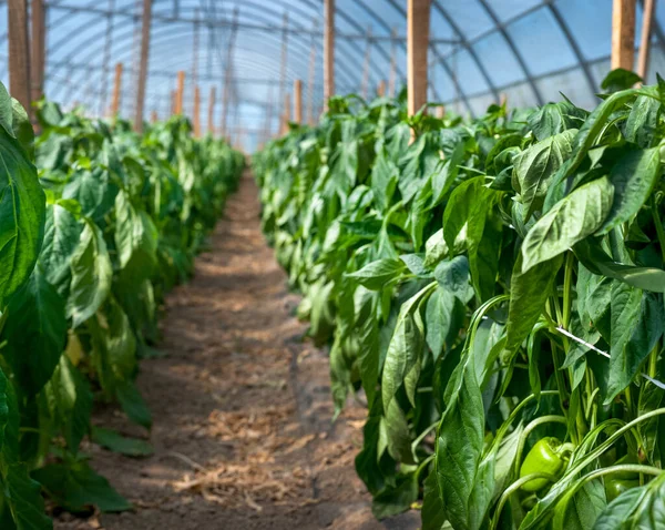 Yellow Pepper Rows Growing Vegetables Big Greenhouse — Stock Photo, Image