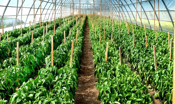 a rows of yellow pepper, rotunda in a greenhouse, growing vegetables