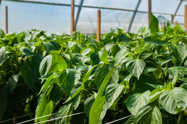 Een Rij Groene Struiken Van Zoete Peper Een Kas — Stockfoto