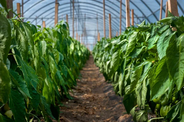 Rows Pepper Greenhouse Industrial Growing Vegetables — Stock Photo, Image