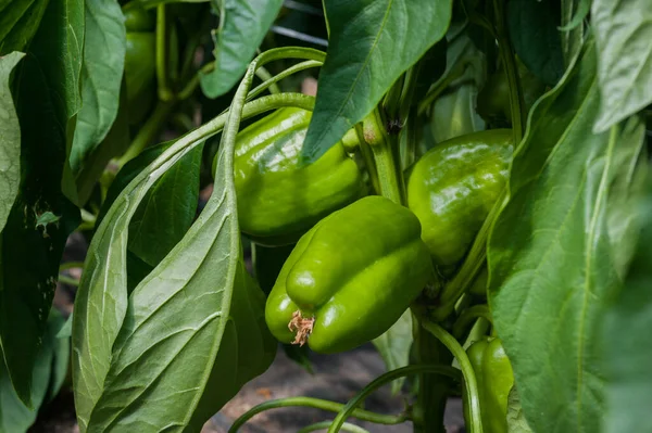 Pepper Ripens Greenhouse Close — Stock Photo, Image