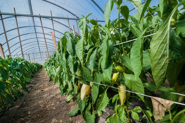 Yellow Pepper Ripens Greenhouse Close — Stock Photo, Image