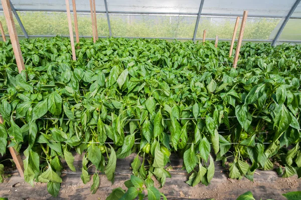 Groene Peper Een Kas Groenten Verbouwen — Stockfoto