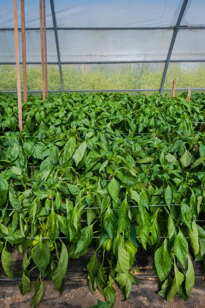 Green Pepper Ripens Greenhouse Close — Stock Photo, Image