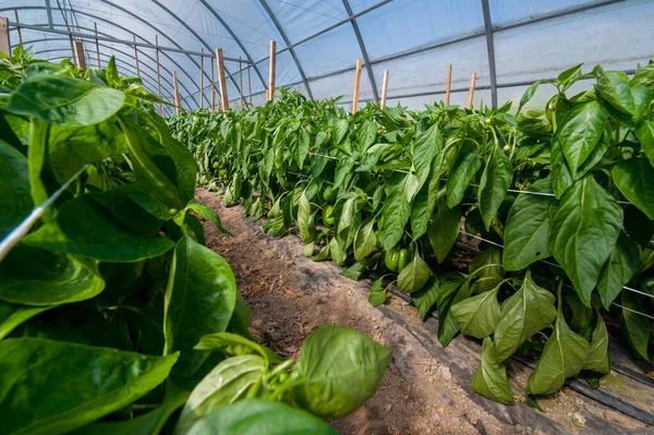 Une Rangée Poivrons Jaunes Rotonde Dans Une Serre Culture Légumes — Photo