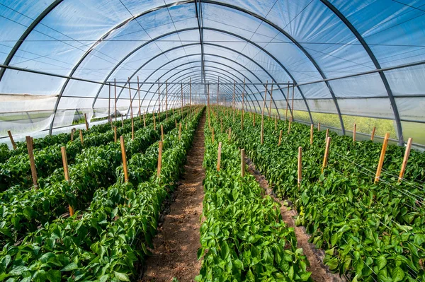 Green Pepper Growing Pepper Greenhouse — Stock Photo, Image