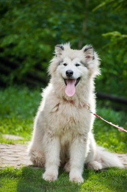 Alaskan Malamute cinsi bir köpek yavrusu yetiştirmen çok komik.