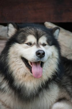 Alaska Malamute 'unun güzel bir portresi. Dili ve yaz sıcağı.