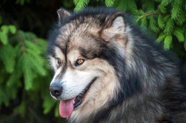 Alaska köpeğinin güzel bir portresi. Dilli, yaz sıcağı.