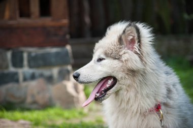 Komik bir yavru Alaska Malamute 'nin portresi