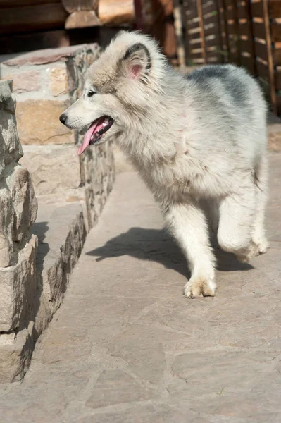 Ein Kleiner Weißer Alaska Malamute Läuft Den Hof — Stockfoto