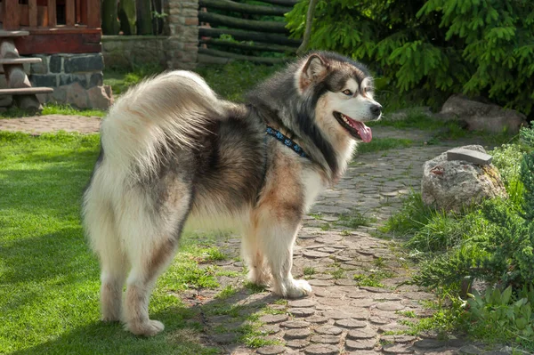 Macho Adulto Alasca Malamute Fica Quintal Vista Traseira — Fotografia de Stock