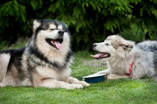 Grande Pequeno Alasca Malamute Perto Uma Tigela Água Regando Lata — Fotografia de Stock